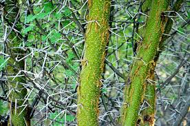Image result for Erythrococca kirkii