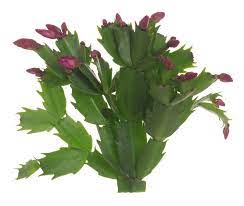 Check spelling or type a new query. Thanksgiving Cactus Information Learn About Thanksgiving Cactus Plant Care