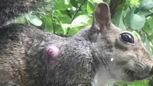 House flies, bot flies, blow flies, bottle flies, and flesh flies will lay eggs in skin wounds of any animal (including a dog) that has an infected skin wound. Incredibly Nasty Botflies Invade Seminole County Yard