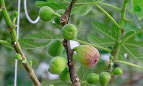 Image result for Ficus wakefieldii
