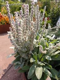 Image result for Stachys aculeolata