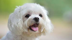 The puppy is 2 months old. Maltese Price Temperament Life Span