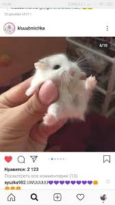 Zhivotni Dieren Animals Tiere 2020 Bebek Hamster Hamsterlar Hayvan Yavrusu