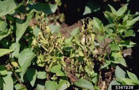 What are the reasons why marijuana leaves curling and how to fix them? Problems With Lilac Bushes Learn About Common Lilac Pests And Diseases
