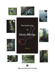 Image result for Strombosiopsis tetrandra