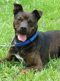 He would be a best fit for a home with older kids (10+) or no kids. German Shepherd And Pitbull Mix German Shepherd Names