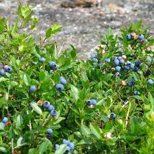 Image result for Vaccinium stanleyi