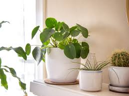 A drooping appearance is often normal, particularly for. Pilea Peperomioides Care And Growing Guide