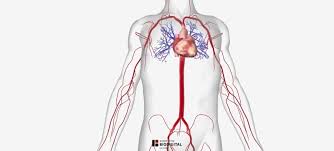 They accompany the arteries of the. Arteries Of The Body Picture Anatomy Definition More