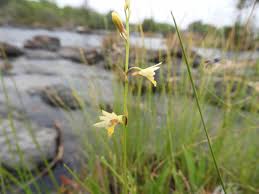 Image result for Orthochilus