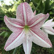 Image result for Ledebouria cooperi