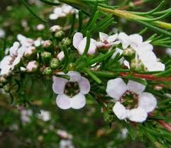 Image result for Scoparia