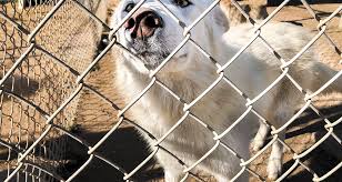 Check spelling or type a new query. Whar Wolf Rescue Seeks Home For Wolf Hybrid Puppies Paso Robles Press