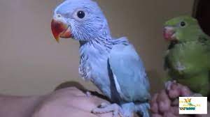 As their name implies, male parrots have a brightly. Full Covered Ring Neck Parrot Baby Blue Ring Neck Parrot Olive Ring Neck Parrot Youtube