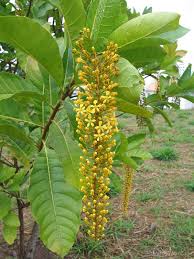 There are all sorts of fruit trees that can survive a cold winter, even extreme freezes (cherries come to mind), but not all will have flower and therefore produce fruit. Golden Rain Tree Pictures Detailed Information On The Golden Rain Tree Species