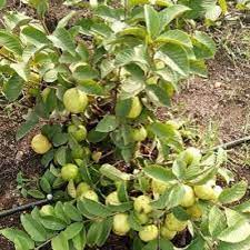 Maybe you would like to learn more about one of these? Taiwan Pink Guava Plant Certifications Na Price 30 Inr Plant Id C6680272