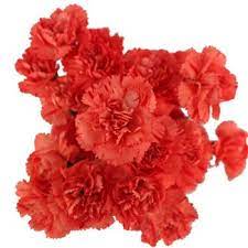 Orange Mini Carnation Flowers Fiftyflowers Com Mini Carnations Carnation Flower Carnations