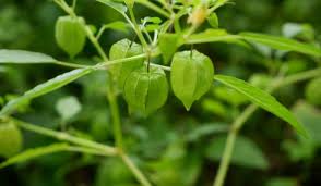 Image result for Physalis angulata