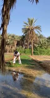 Explore tweets of د.خالد الزعاق #نعود_بحذر @dralzaaq on twitter. Pin On ÙÙŠØ¯ÙŠÙˆÙ‡Ø§Øª Ø®Ù„ÙŠØ¬ÙŠØ©