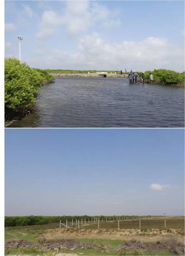 Top: Road built across a mangrove ecosystem, Mandaitivu; Bottom:... |  Download Scientific Diagram