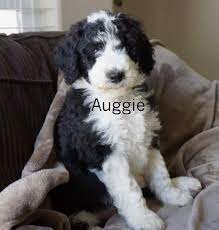 Fb Bordoodle Babies Poodle Cross Breeds Hybrid Dogs Dog Crossbreeds