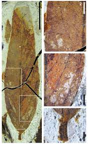 Image result for Rhabdophyllum arnoldianum