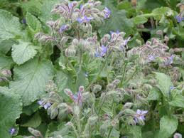 Image result for Borago
