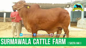 Expert billa qasai buffalo cow qurbani eid ul adha most dangerous cow qurbani 2017 2018 nice and beautiful bull most dangerous out of control danger. 521 Bull Qurbani 2017 2018 Karachi Qurbani Kay Janwar Bakraeid Karachi Pakistan Video Dailymotion