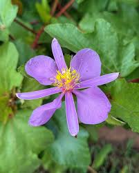 Image result for Clappertonia ficifolia