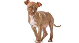 The outcome will break your heart. Pitbull Growth Chart When Do Pitbulls Stop Growing