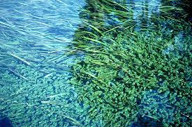 Image result for Hydrilla