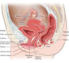 Ovaries, fallopian tubes, uterus, vagina. How Do The Female Sex Organs Work Informedhealth Org