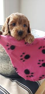 We did not find results for: Teddy Bear Puppies For Sale In Maine Bmo Show
