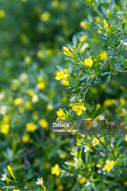 Image result for Jasminum beesianum