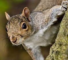 Eastern Grey Squirrel Large Common Rodent With Bushy Tail Squirrel Eastern Gray Squirrel Squirrel Tattoo