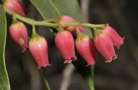 Image result for Agarista salicifolia