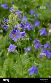 Image result for Haumaniastrum caeruleum