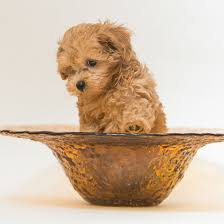 Browse maltipoo puppies for sale from 5 star breeders with uptown puppies. 1 Maltipoo Puppies For Sale By Uptown Puppies