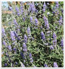 Image result for Vitex amaniensis