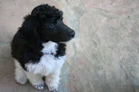 Black And White Tuxedo Standard Poodle New Baby Myla Black And White Parti Poodle Standardpoodle Partipoodle Parti Poodle Poodle Standard Poodle