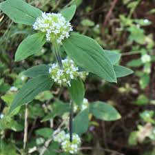 Image result for Mitracarpus