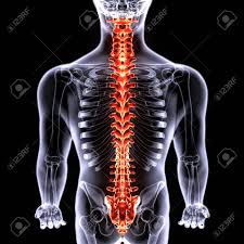 Two, of which the medial is the the larger, are. 3d Render Of Human Spine Anatomy Stock Photo Picture And Royalty Free Image Image 147581021