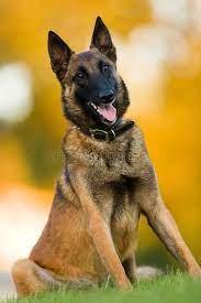 Belgian shepherd dog (malinois) (1 year old). 4 796 Belgian Malinois Photos Free Royalty Free Stock Photos From Dreamstime