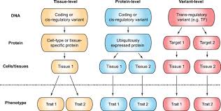 Phenome Wide Functional Dissection Of Pleiotropic Effects Highlights Key Molecular Pathways For Human Complex Traits Scientific Reports