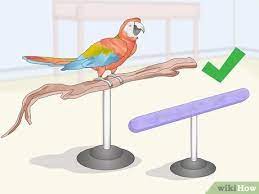 How To Care For A Bird (With Pictures) - Wikihow