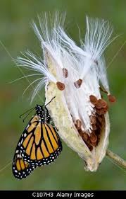 Monarch Butterfly Danaus Plexippus Resting On Seed Pod Of Common Milkweed Asclepias Syriaca Ready To Migrate E Milkweed Monarch Butterfly Garden Milkweed Plant