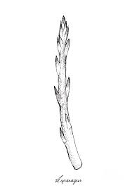 Hand Drawn Of Fresh Green Asparagus On White Background Drawing By Iam Nee Asparagus 3d models for download, files in 3ds, max, c4d, maya, blend, obj, fbx with low poly, animated, rigged, game, and vr options. hand drawn of fresh green asparagus on white background by iam nee