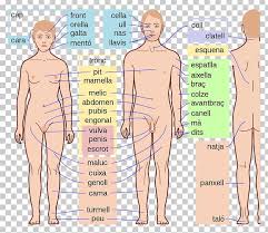 Quite simply, a free body diagram is a representation of a single object, or system, with vector arrows showing all the external forces acting on the object. Human Body Parts Human Anatomy Homo Sapiens Png Clipart Abdomen Anatomy Arm Back Body Free Png