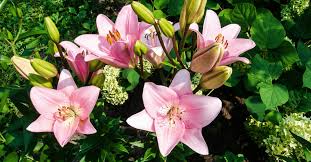 We did not find results for: Best Bloom Booster 2021 Reviews Buyer S Guide February 2021