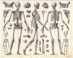 Human Anatomy Full Body Skeleton In India For Sale Skeleton Anatomy Skeleton Drawings Human Skeleton